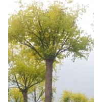 金葉白蠟低價(jià)出售