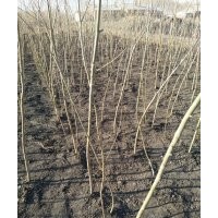 黃皮垂柳（1-2公分） 垂柳插條
