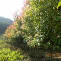 供應(yīng)香樟苗