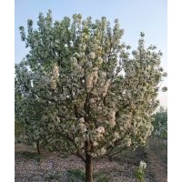 10公分八棱海棠