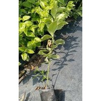 七斤袋花葉假連翹