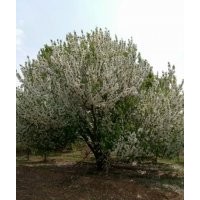 八棱海棠樹秋季移栽為什么成活率高