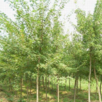 常年供應(yīng)五角楓各種規(guī)格