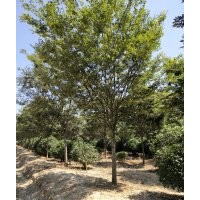 橄欖綠苗木基地：櫸樹,樸樹,欒樹