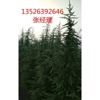 河南雪松|小胡雪松基地|駐馬店5米雪松