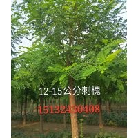 10公分刺槐價(jià)格15132430408