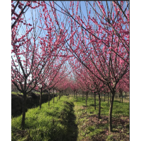 供應(yīng)3——5公分骨里紅梅