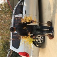 供應(yīng)日本赤楓