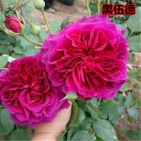 供應(yīng)月季花苗黑伍德