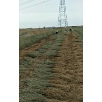 檸條苗,楊材,沙棘