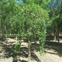 龍爪槐_龍爪槐價(jià)格_龍爪槐圖片