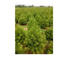 1米白皮松+定植一米白皮松