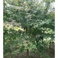 供大規(guī)格雞爪槭紅楓海棠紅葉李紫薇八月桂櫻花無患子