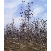 出售苗圃挪威槭紅楓5-10公分