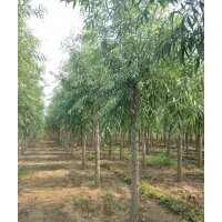 出售速生柳4-15公分