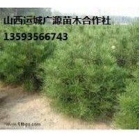 1年生連翹大量出售