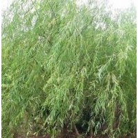 1-15公分柿樹(shù)苗、 1-15公分杏樹(shù)苗、 1-15公分白皮松苗