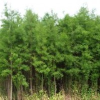 苗圃直銷5公分8公分10公分水杉