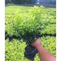 金葉女貞杯苗、金葉女貞地苗、四川金葉女貞苗、金葉女貞大杯苗