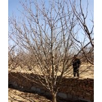 八棱海棠樹 八棱海棠樹價格