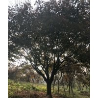 供應(yīng)大規(guī)格雞爪槭羽毛楓櫻花紅楓海棠桂花紅梅櫻花樸樹