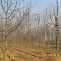 江蘇10公分15公分截干3年馬褂木價(jià)格