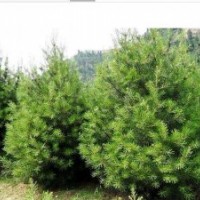 1米華山松1.5米華山松大量出售