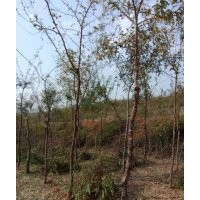 皂角樹苗3-5公分 量大
