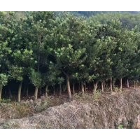 農家苗木，優(yōu)惠開挖