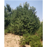 A級白皮松基地 A級白皮松批發(fā)商