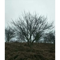 供應(yīng)精品雞爪槭紅楓海棠桂花紅梅櫻花羽毛楓