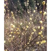 江西省南昌市哪里有臘梅、紅梅花桃海棠櫻花、紅葉李花石榴紅楓賣