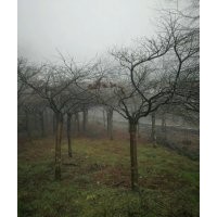 供大規(guī)格紅梅櫻花紅楓羽毛楓雞爪槭桂花無患子