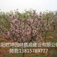 供應：赤楓、垂絲海棠、赤楓苗