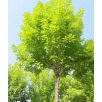 金葉白蠟，定州金葉白蠟價格，定州金葉白蠟基地