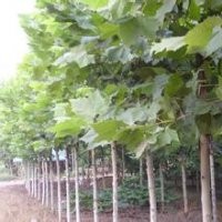 江蘇現(xiàn)在1米2米3米海桐球價格