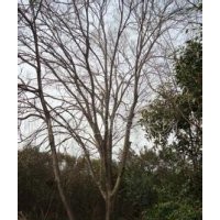 江蘇1米2米高棕櫚產(chǎn)地報(bào)價(jià)