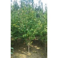 河北木槿 保定木槿 定興縣木槿3-5公分