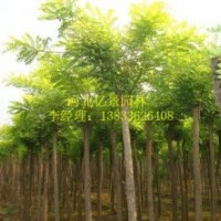 大量供應(yīng)國(guó)槐