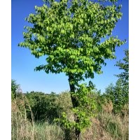 茶條戚，白樺，暴馬丁香