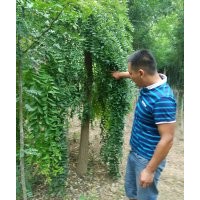 供3-8公分，金葉榆，黃金槐，龍爪槐，金葉垂榆