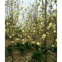 供枇杷，杜仲，白玉蘭，黃玉蘭，紫玉蘭，法垌，青桐