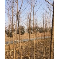 河南東潤(rùn)處理3-5公分五角楓