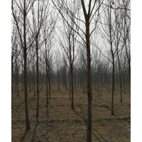 789公分速生白蠟