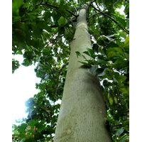 安徽12公分青桐價(jià)格，桿徑15公分青桐批發(fā)