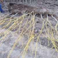 金枝槐的價(jià)格表