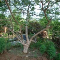 11公分紫薇花，460元裝車，產地直銷