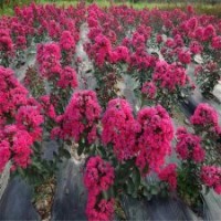 江蘇基地供應(yīng)各個(gè)高度的紫薇花，包成活