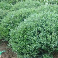 龜甲冬青有其它的品種嗎？