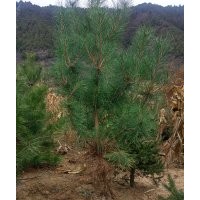 大量供應(yīng)1.5米精品油松，28x30營養(yǎng)杯